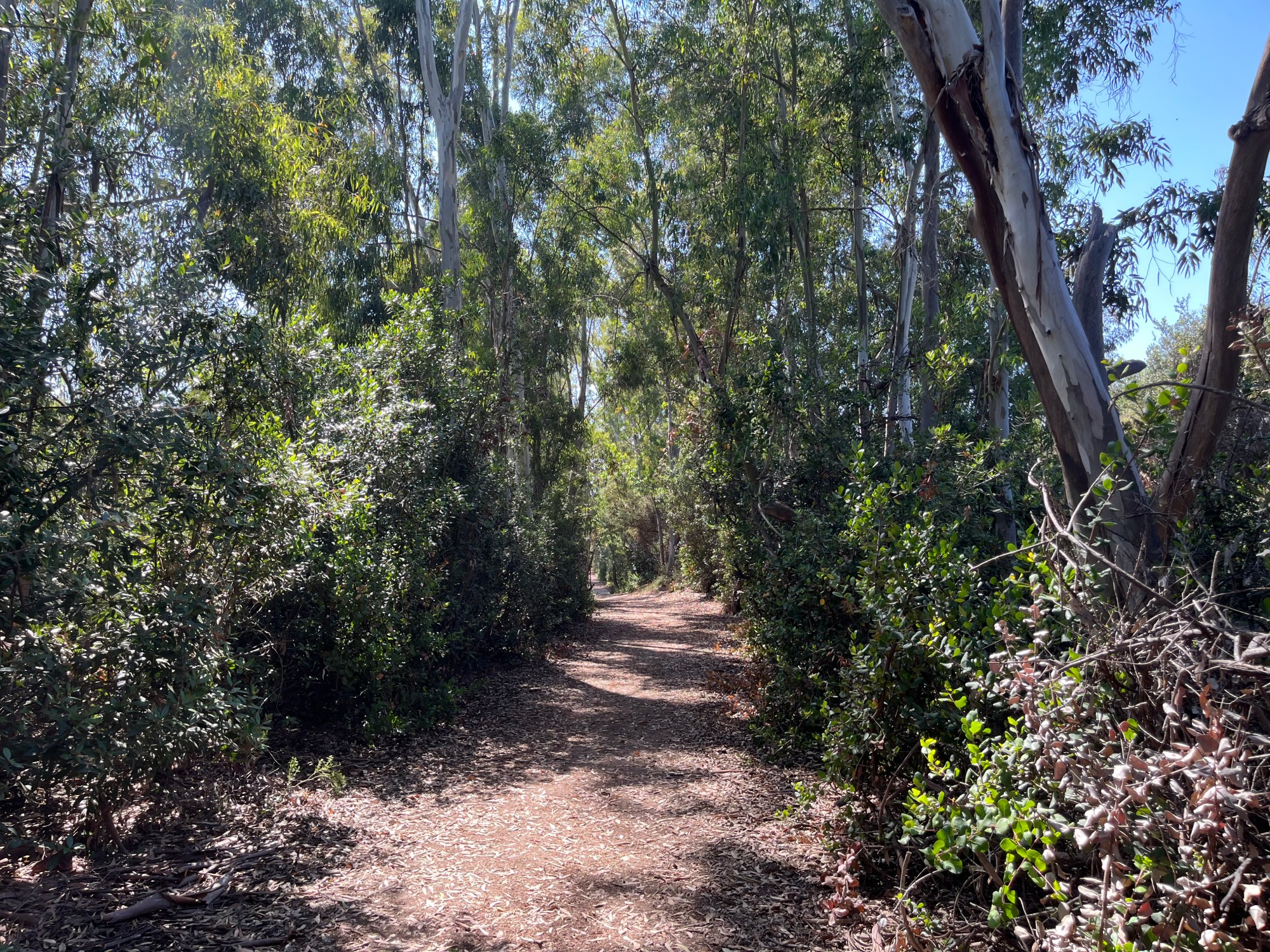 Sentier ombragé par des eucalyptus dans East Shepherd Canyon.