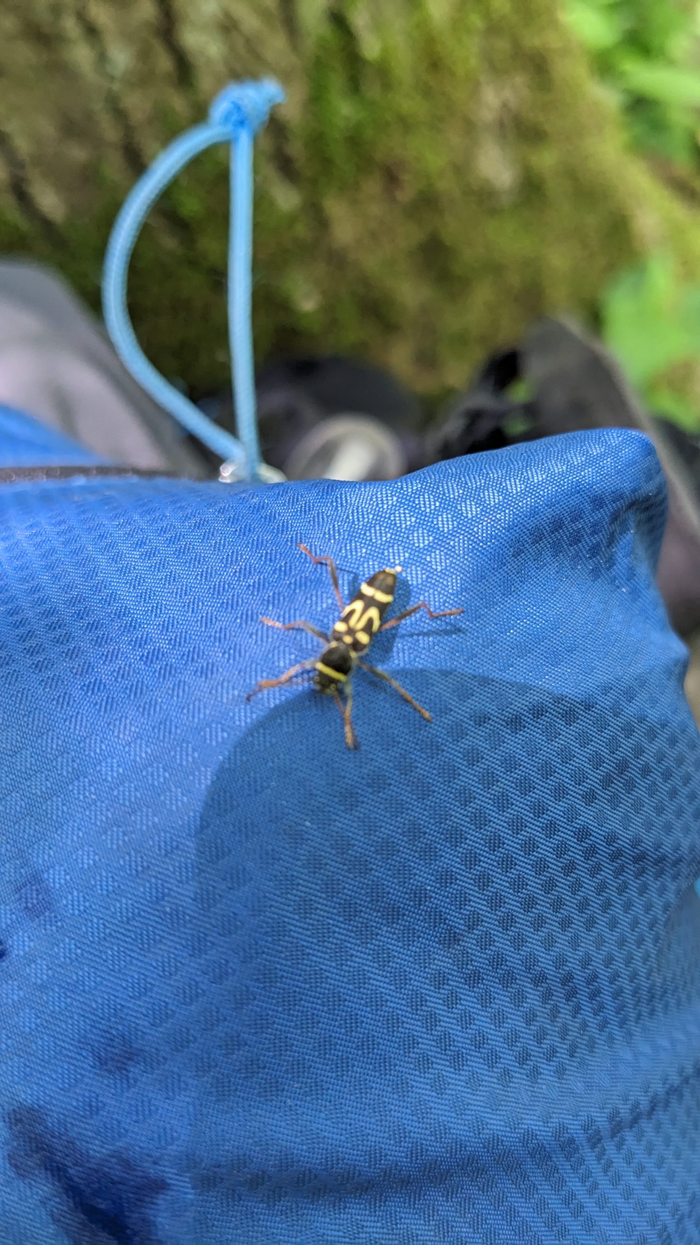 Insecte posant sur mon sac