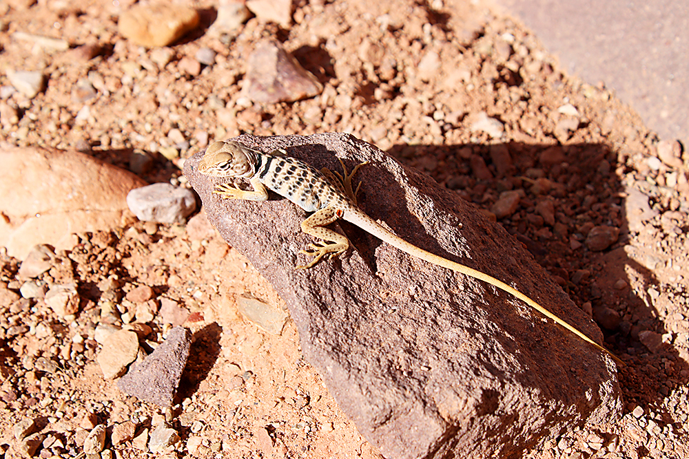 Rencontre avec la faune du Grand Canyon