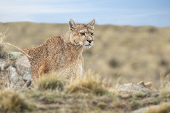 Un puma sauvage, résident emblématique du parc