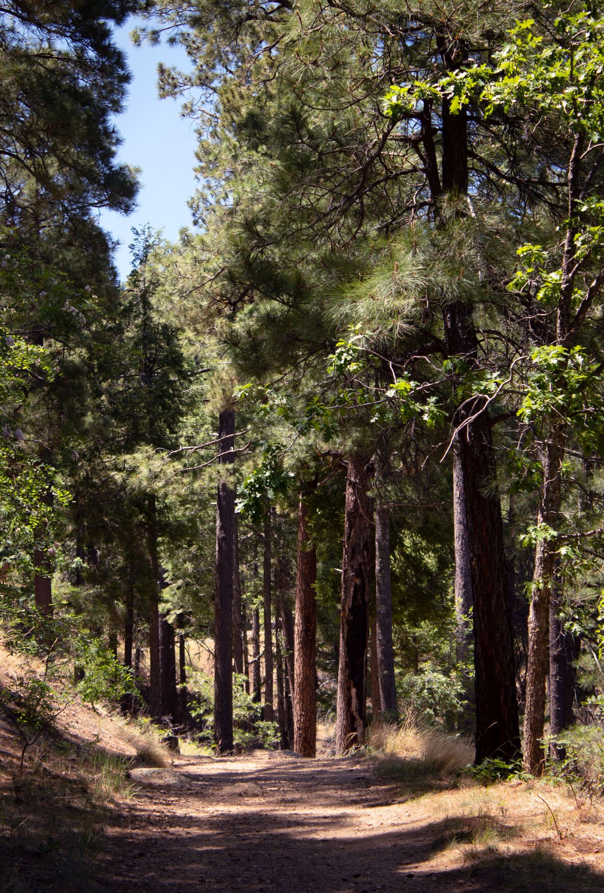 Sentier Butterfly sous les pins hauts