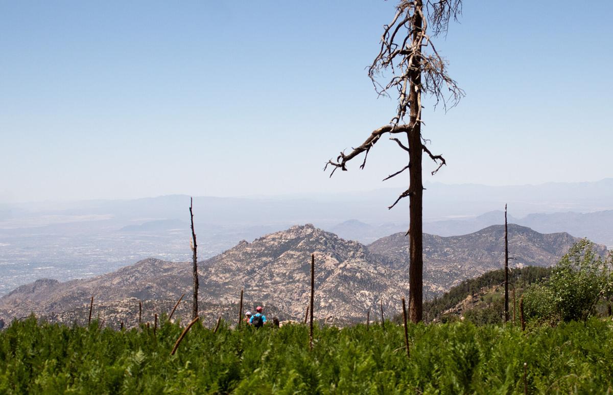 Vue du sentier Meadow au Mont Lemmon