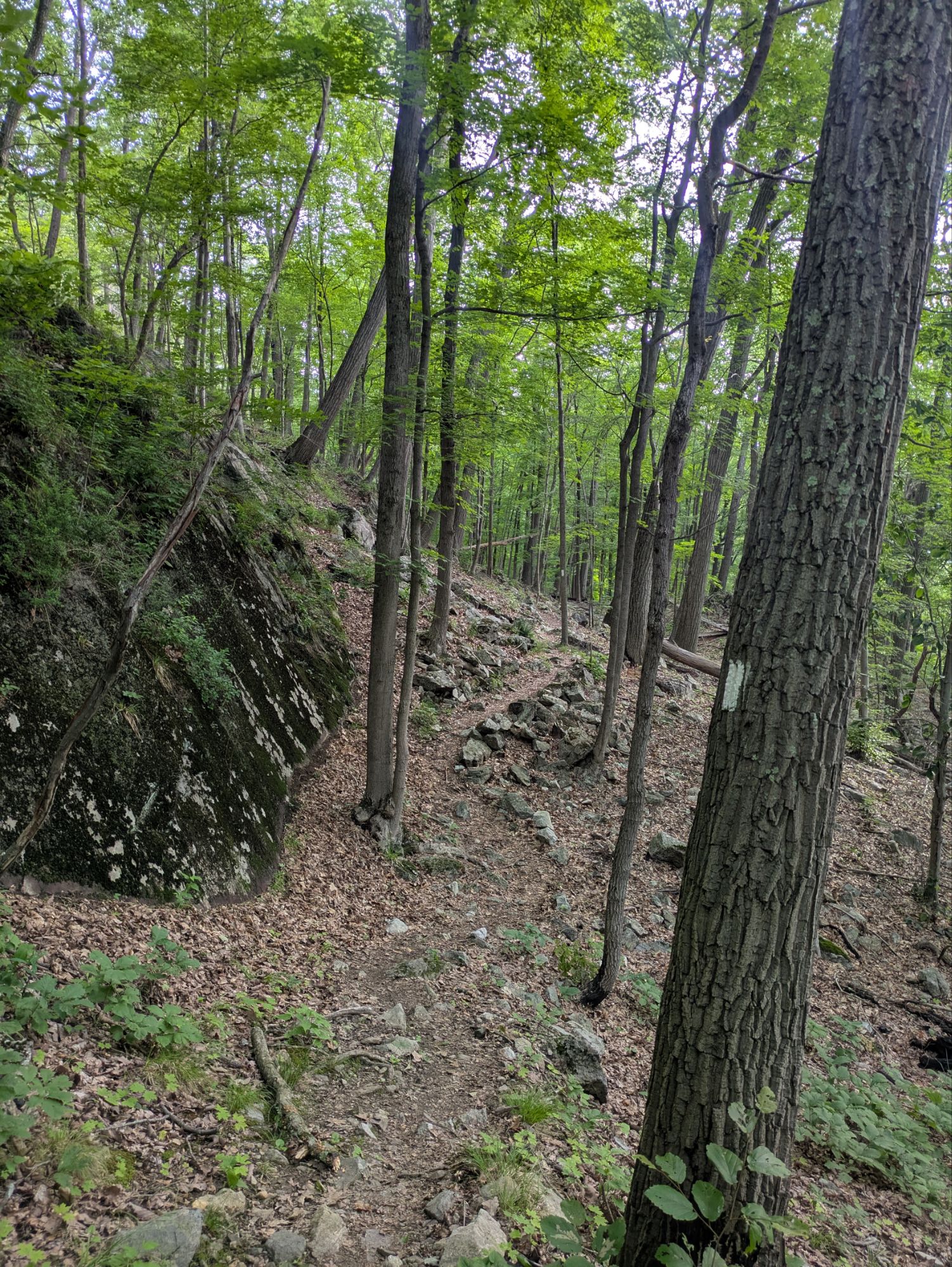 Sentier forestier avec murs de pierres sur l’Appalachian Trail