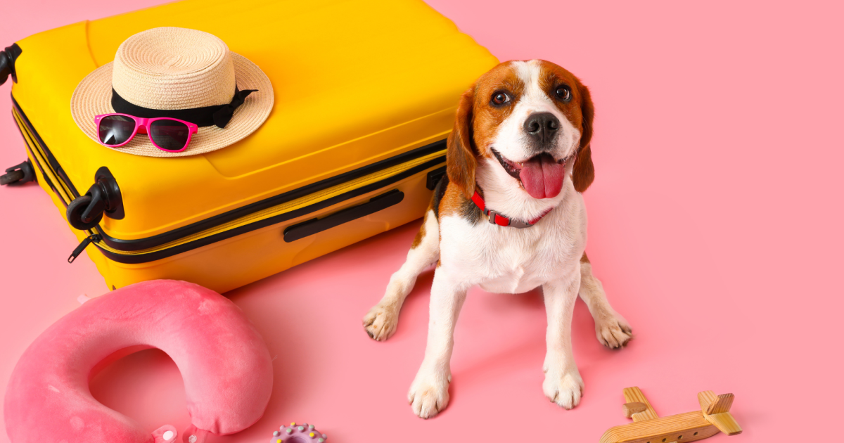 Américains : des vacances d’été plus courtes et plus fréquentes