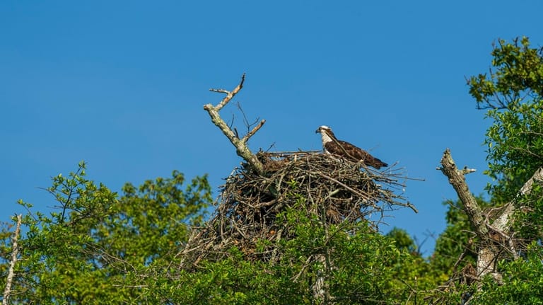 Un balbuzard pêcheur sur son nid au Pine Neck Nature Preserve