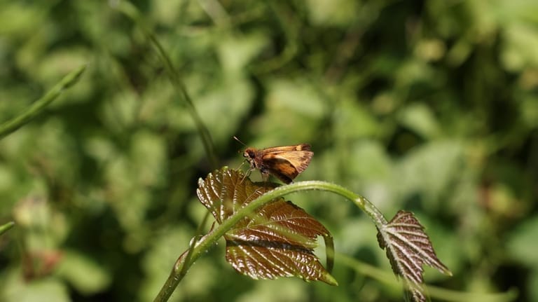 Observation de la faune et des insectes à Uplands Farm Sanctuary