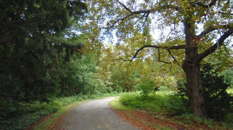 Sentiers tranquilles de Tiffany Creek Preserve