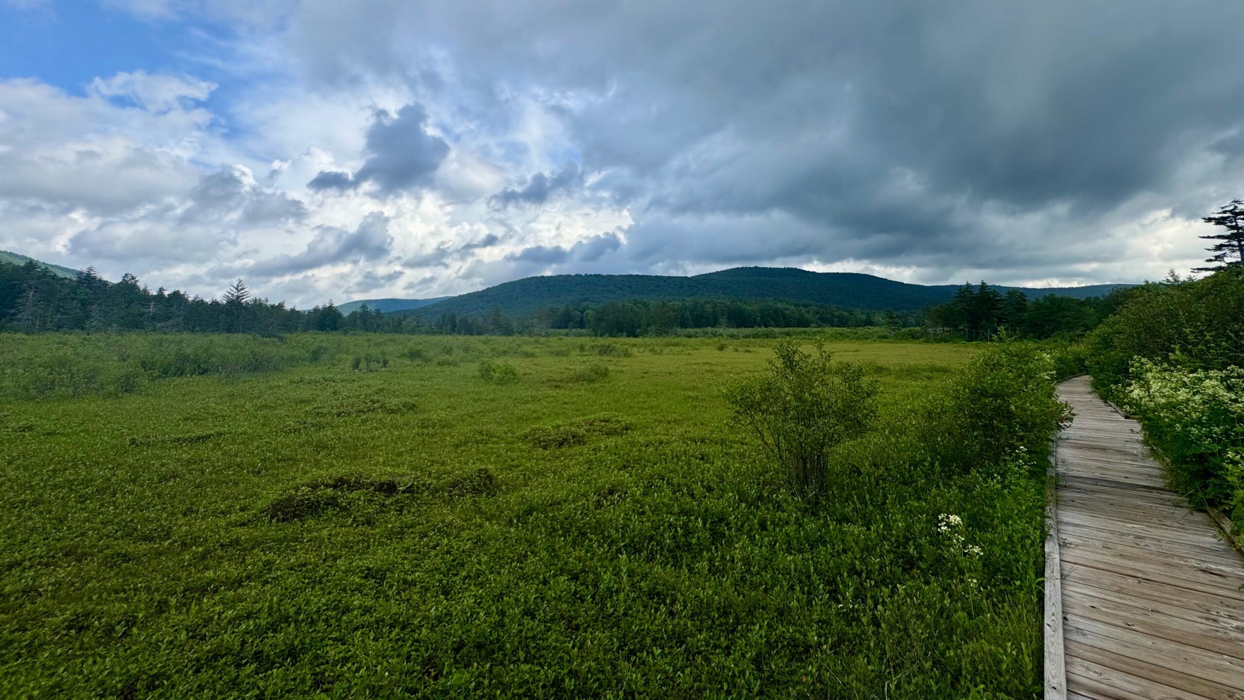 Passerelle dans une zone humide d'altitude de Cranberry Glades