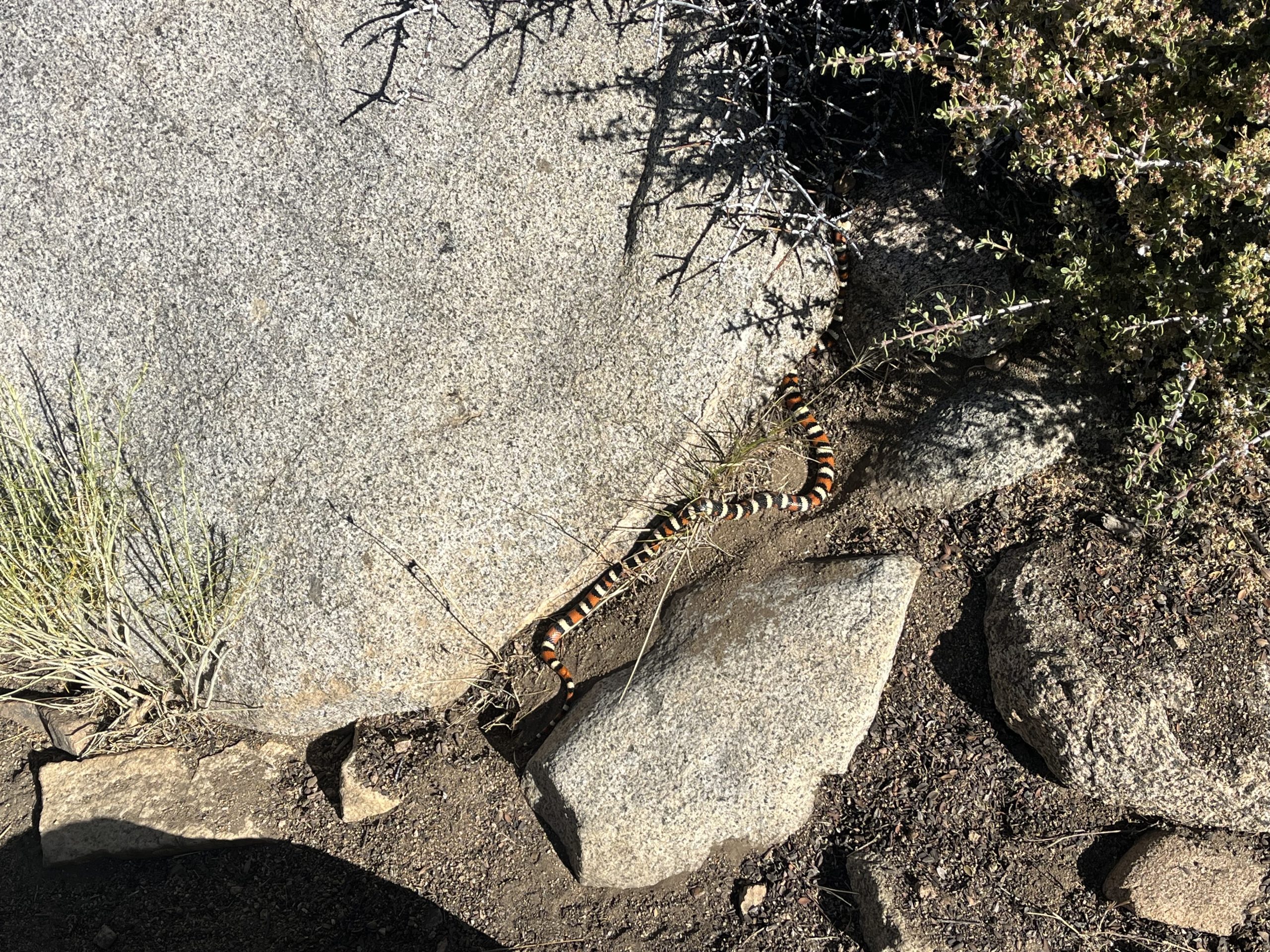 Serpent proche du sentier