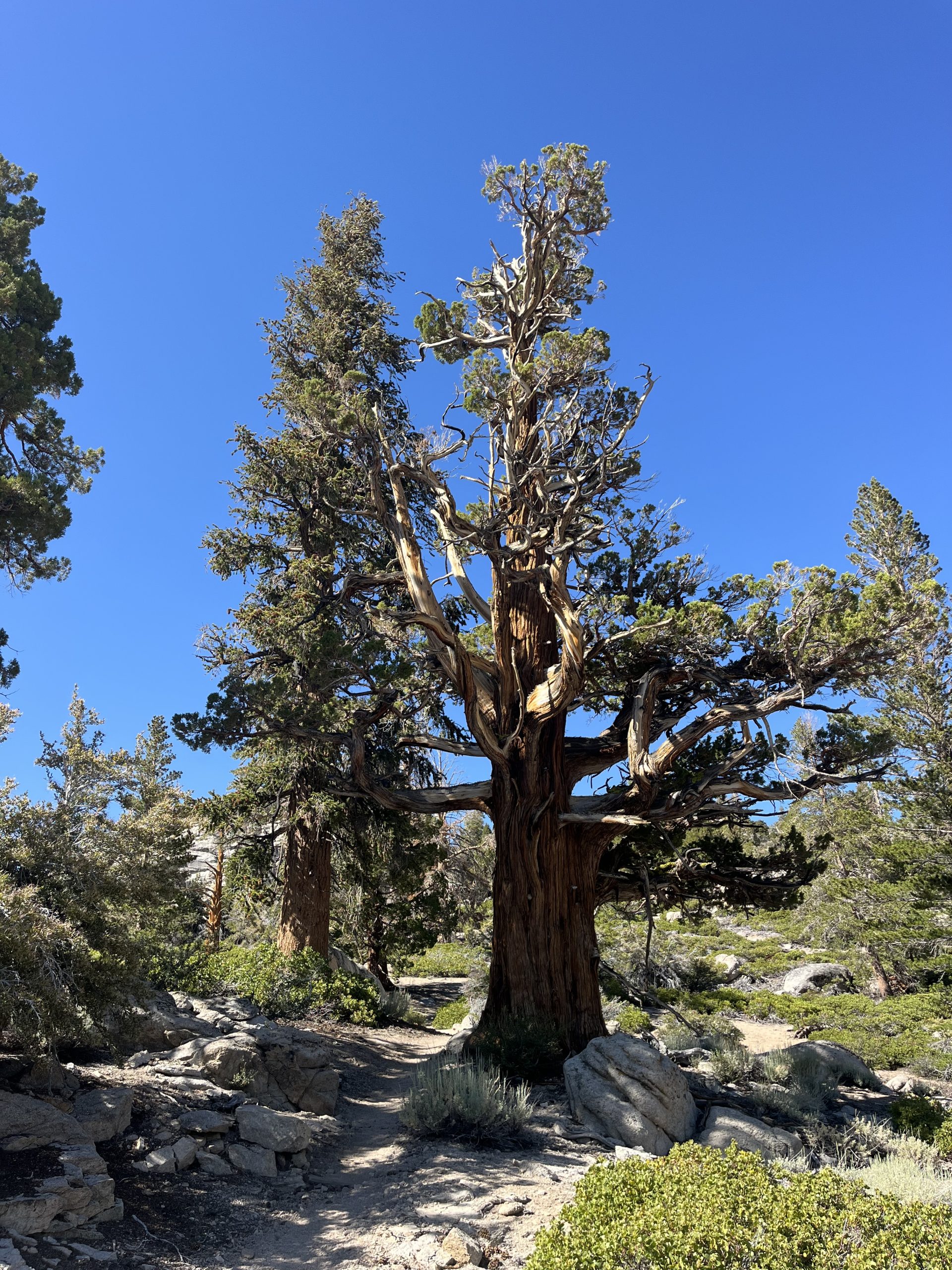 Arbre majestueux sur le sentier