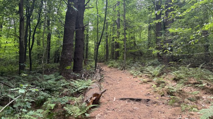 Sentier en forêt