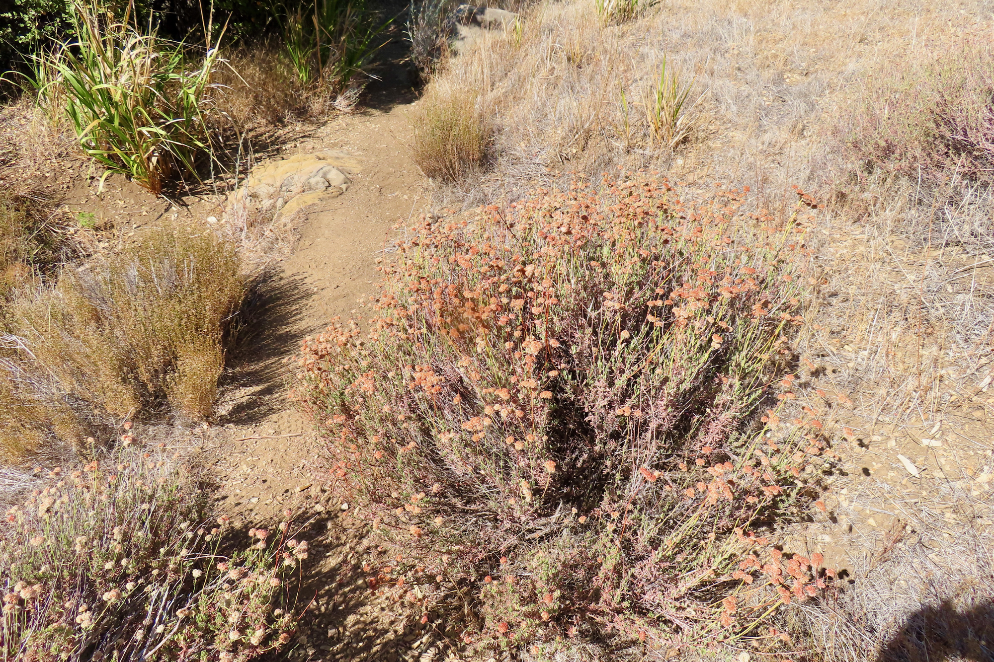 Plante de buckwheat californien le long du sentier