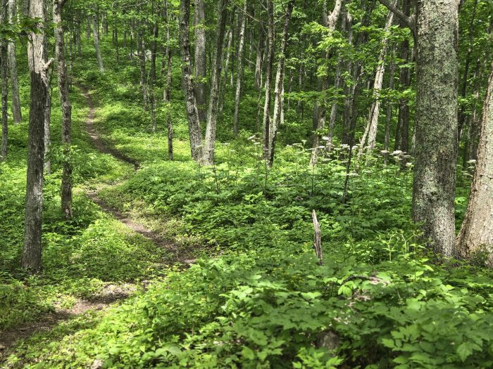 Sentier forestier facile avec sous-bois verdoyant