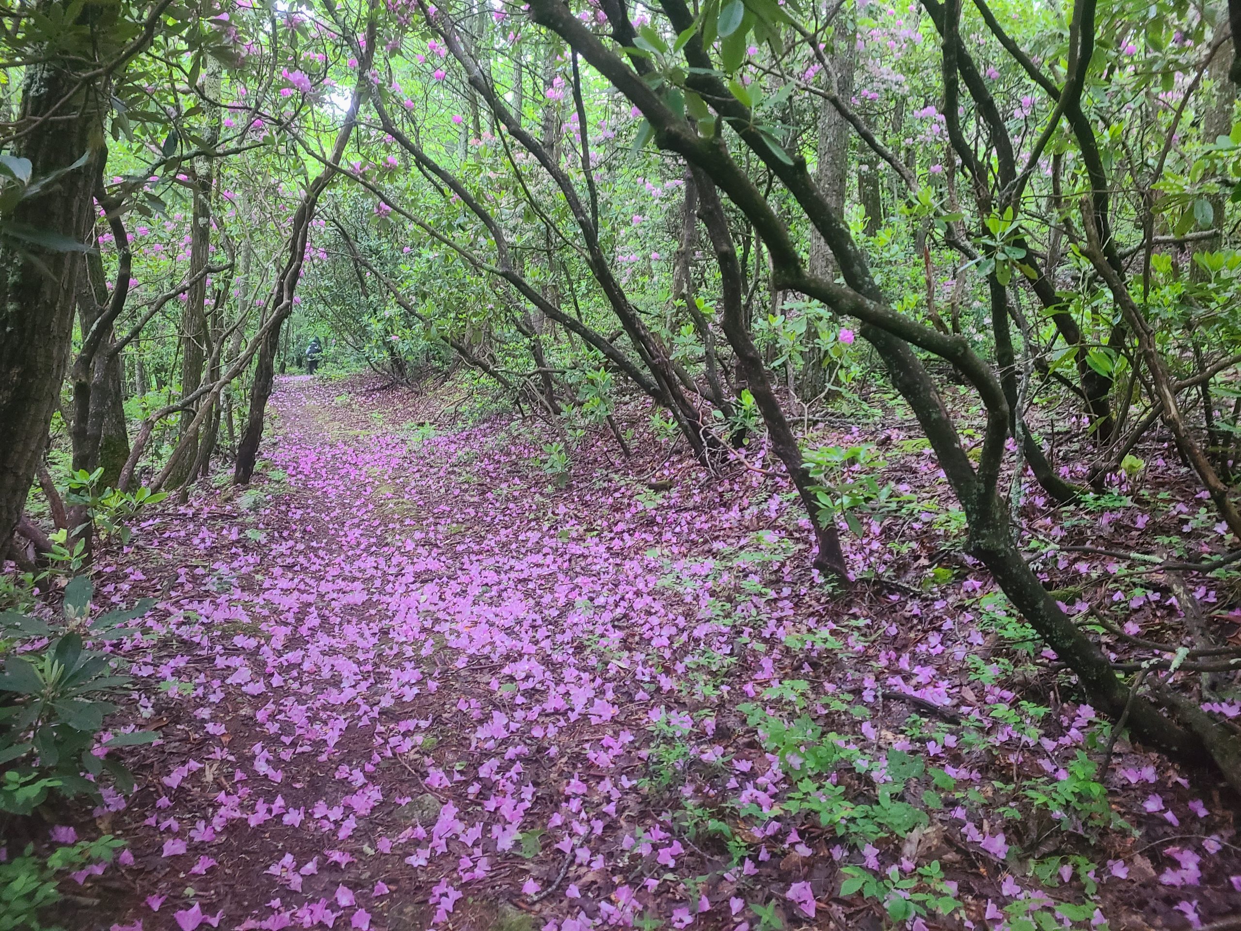 Chemin jonché de fleurs de rhododendrons