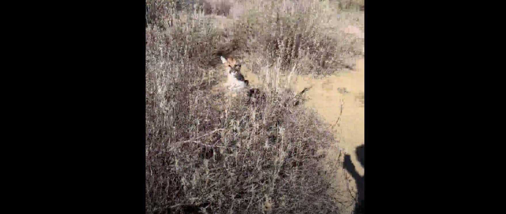 Un randonneur affrontant un puma