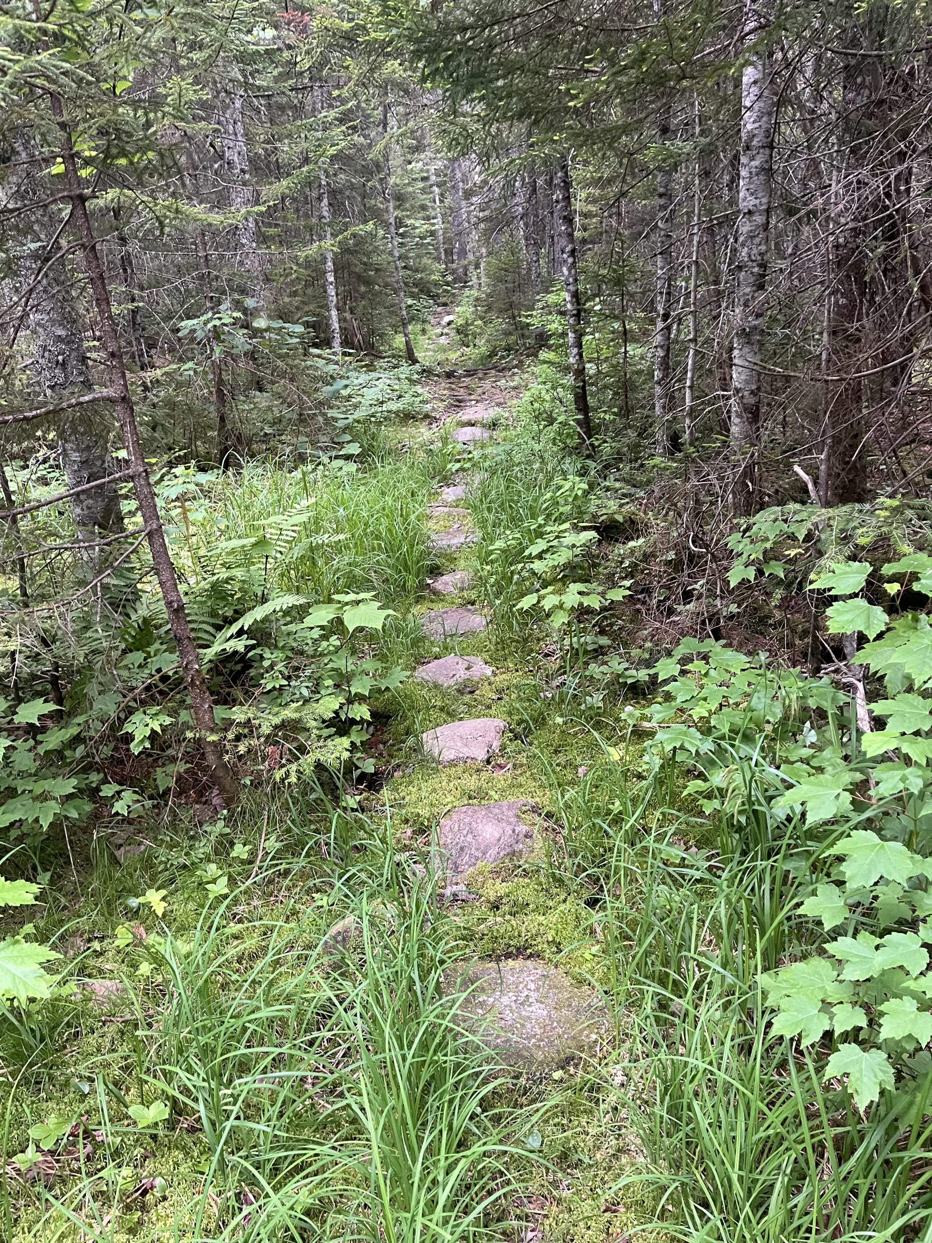 Sentier ce matin très progressif et facile