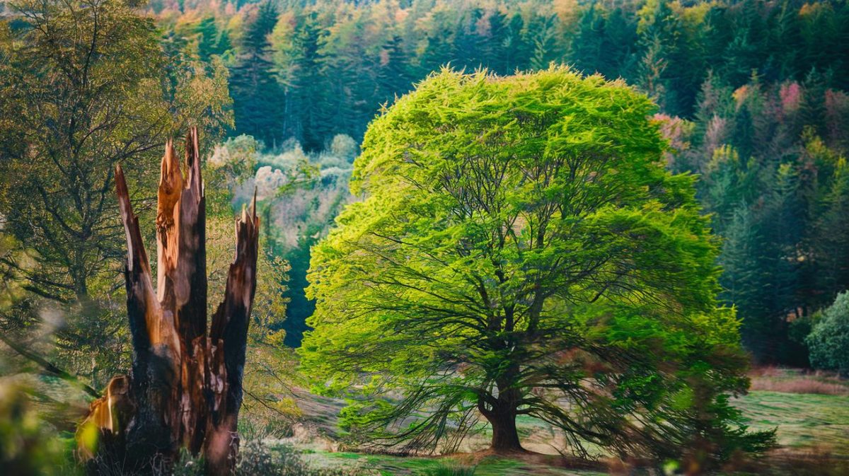 Le 30 Avril 2025, l’Abattage Obligatoire des Arbres Malades aux Conséquences Inquiétantes pour la Biodiversité!